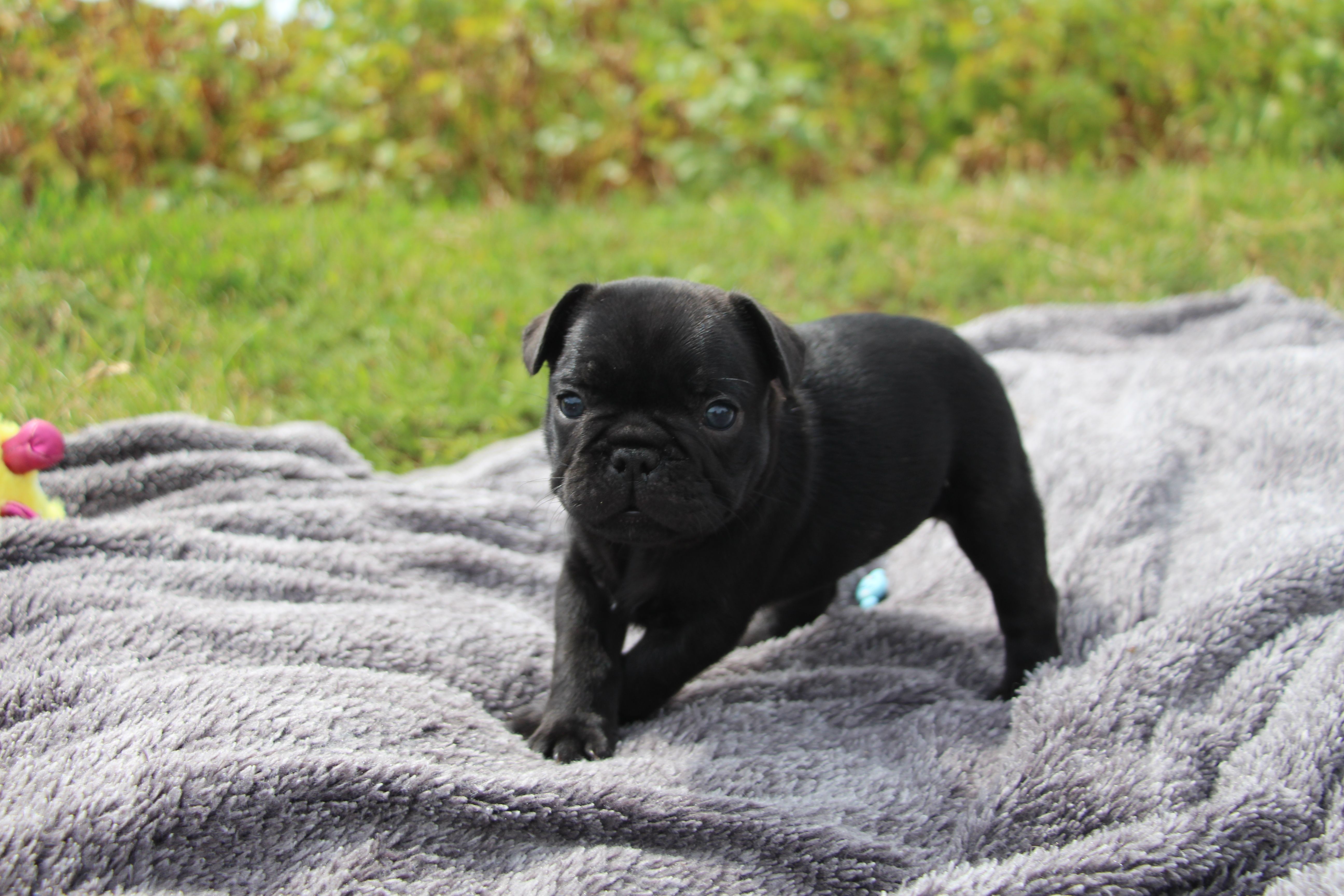  <svg class='orange'></svg> <b>Ma Cherry Melody</b> <svg class='orange'></svg>